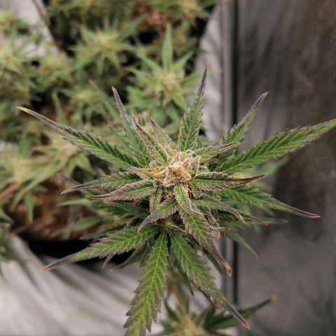HulkBerry Automatic growlog timeline photo
