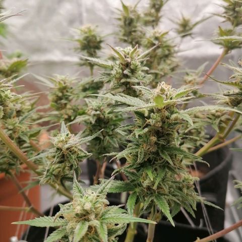 HulkBerry Automatic growlog timeline photo