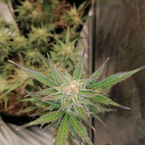 HulkBerry Automatic growlog timeline photo