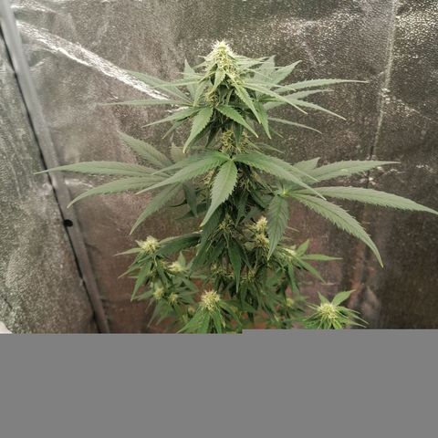 Wedding Cake 2 growlog timeline photo