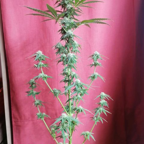 Wedding Cake 2 growlog timeline photo