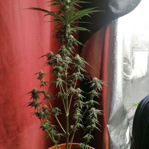 Wedding Cake 2 growlog timeline photo