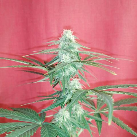 Wedding Cake 2 growlog timeline photo