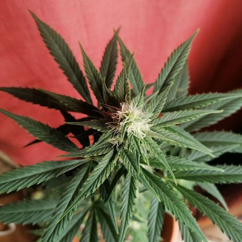 Wedding Cake 2 growlog timeline photo