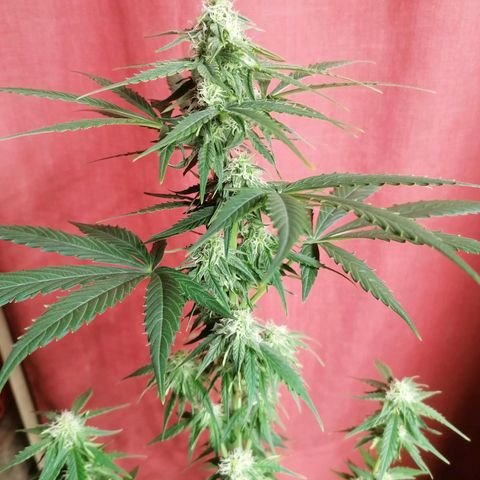 Wedding Cake 2 growlog timeline photo