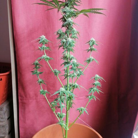 Wedding Cake 2 growlog timeline photo