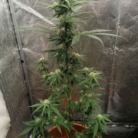 Wedding Cake 2 growlog timeline photo