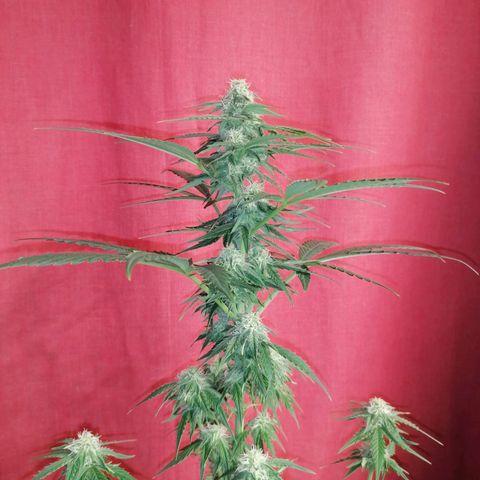 Wedding Cake 2 growlog timeline photo