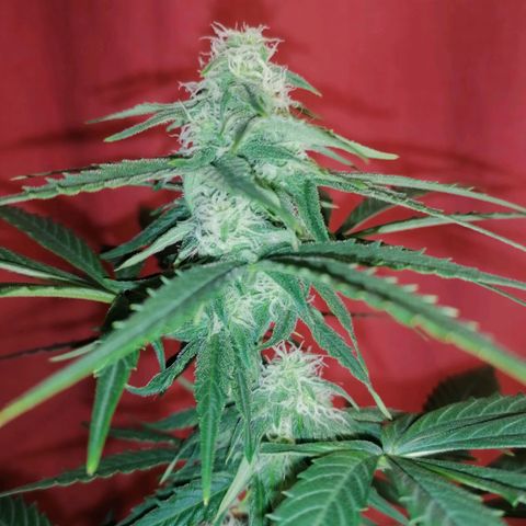Wedding Cake 2 growlog timeline photo