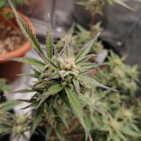 HulkBerry Automatic growlog timeline photo