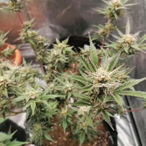 HulkBerry Automatic growlog timeline photo