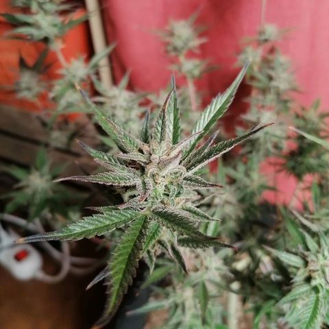 HulkBerry Automatic growlog timeline photo