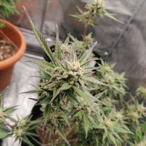 HulkBerry Automatic growlog timeline photo