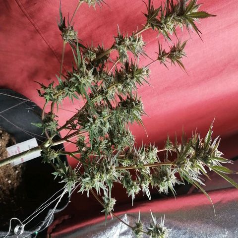 HulkBerry Automatic growlog timeline photo