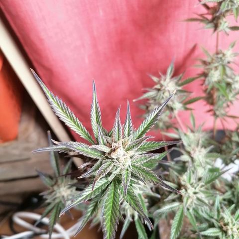 HulkBerry Automatic growlog timeline photo