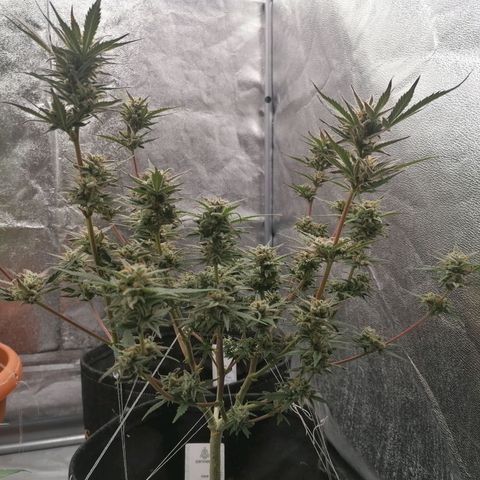 HulkBerry Automatic growlog timeline photo
