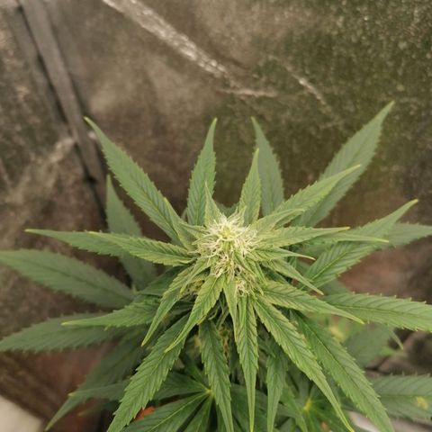 Wedding Cake 2 growlog timeline photo