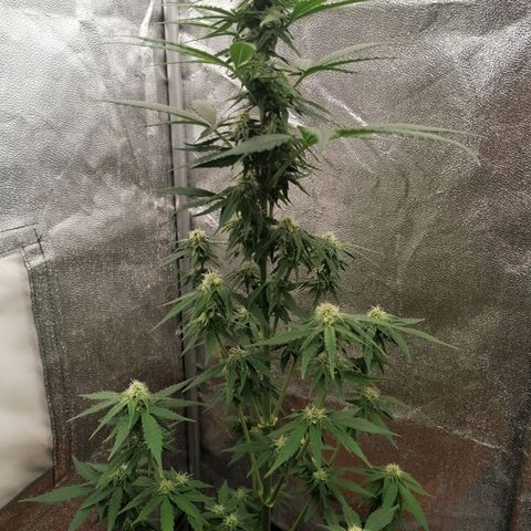 Wedding Cake 2 growlog timeline photo