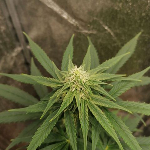 Wedding Cake 2 growlog timeline photo