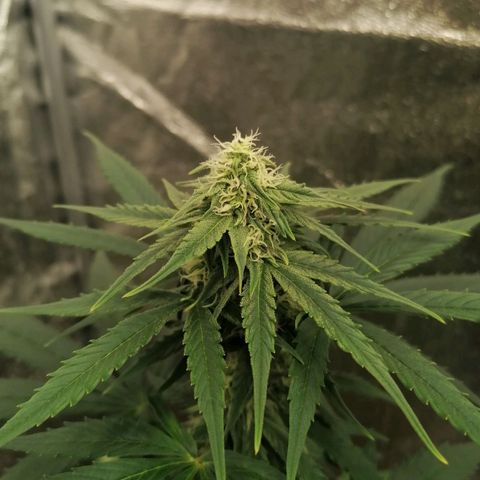 Wedding Cake 2 growlog timeline photo