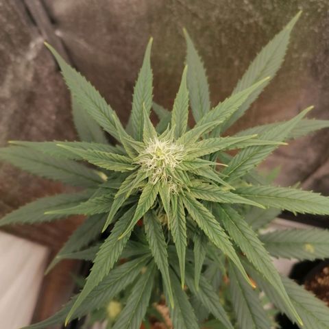 Wedding Cake 2 growlog timeline photo