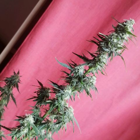 Wedding Cake 2 growlog photo: Defoglio un po