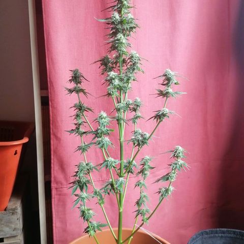 Wedding Cake 2 growlog photo: Defoglio un po