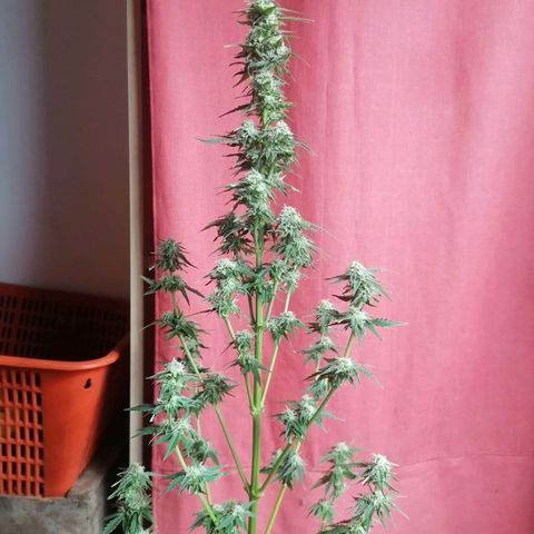Wedding Cake 2 growlog photo: Defoglio un po