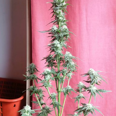 Wedding Cake 2 growlog photo: Defoglio un po