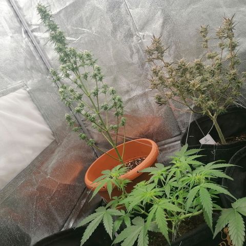 Wedding Cake 2 growlog timeline photo