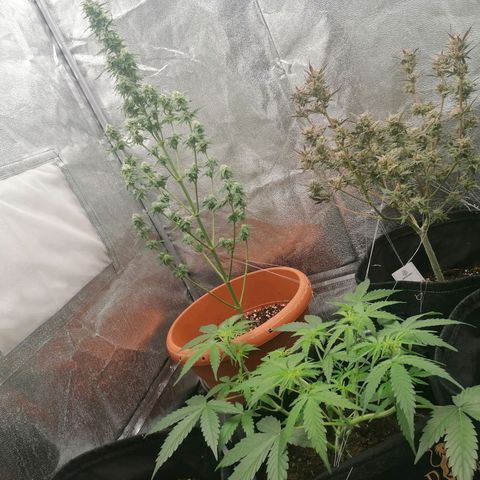 Wedding Cake 2 growlog timeline photo