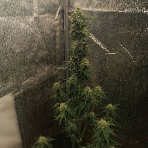 Wedding Cake 2 growlog timeline photo