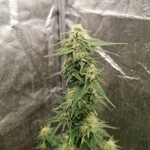 Wedding Cake 2 growlog timeline photo