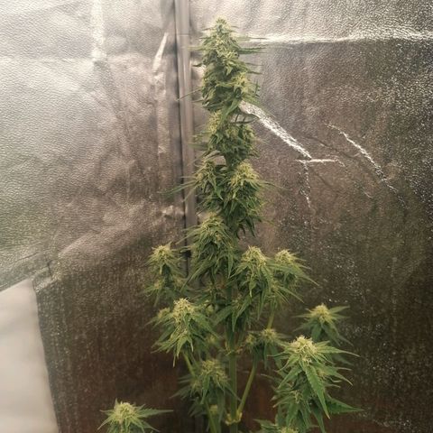 Wedding Cake 2 growlog timeline photo