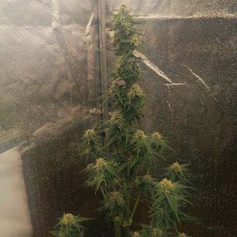Wedding Cake 2 growlog timeline photo