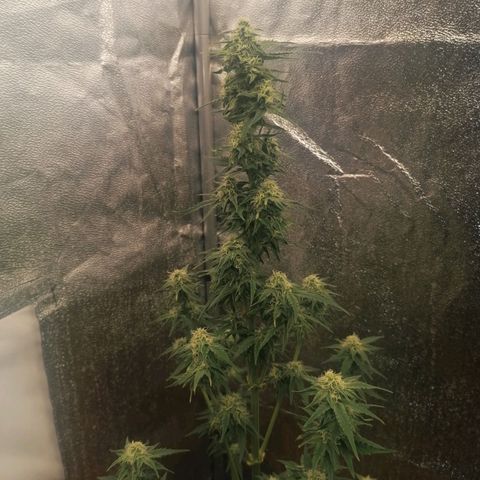 Wedding Cake 2 growlog timeline photo