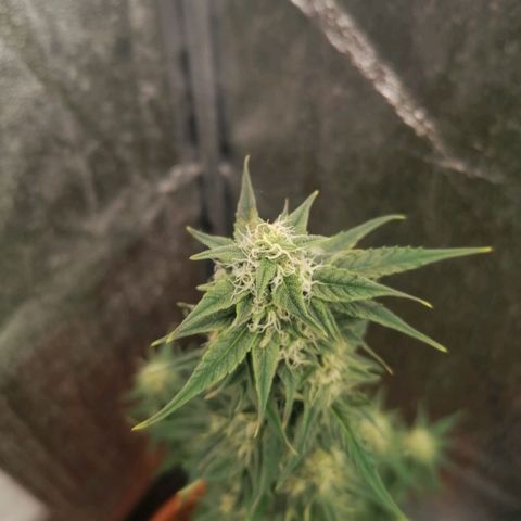 Wedding Cake 2 growlog timeline photo