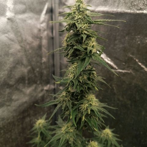 Wedding Cake 2 growlog timeline photo