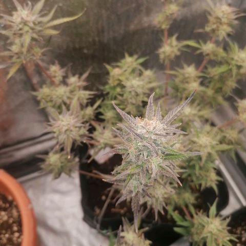 HulkBerry Automatic growlog timeline photo