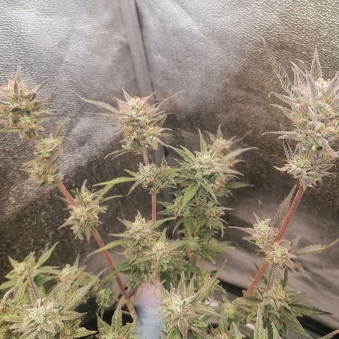 HulkBerry Automatic growlog timeline photo