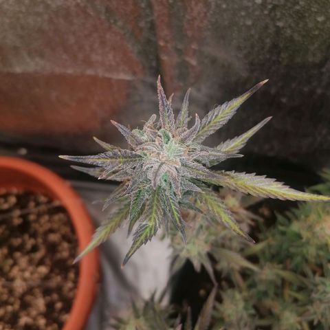 HulkBerry Automatic growlog timeline photo