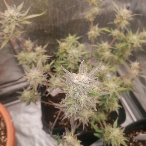 HulkBerry Automatic growlog timeline photo