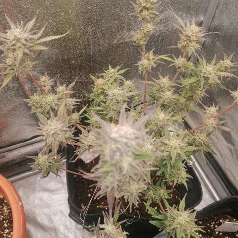 HulkBerry Automatic growlog timeline photo
