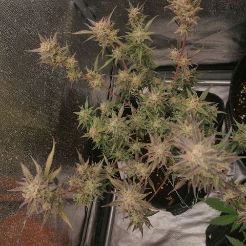 HulkBerry Automatic growlog timeline photo