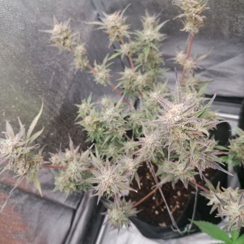 HulkBerry Automatic growlog timeline photo