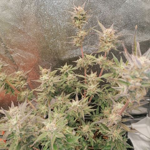 HulkBerry Automatic growlog timeline photo