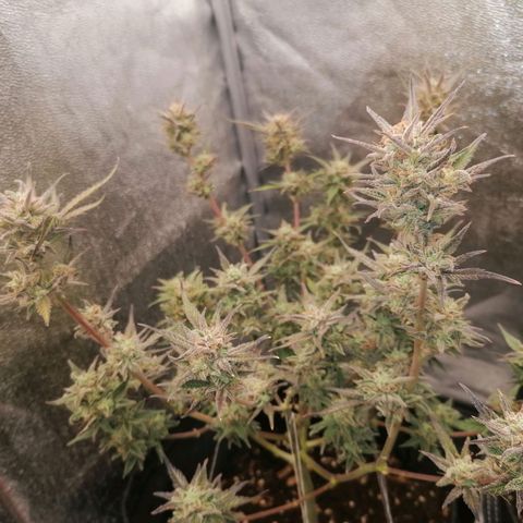 HulkBerry Automatic growlog timeline photo