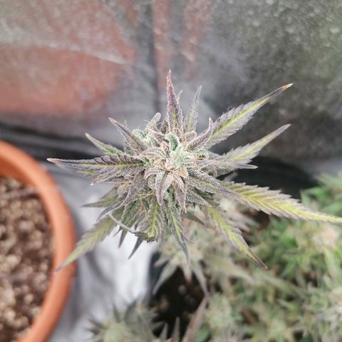 HulkBerry Automatic growlog timeline photo