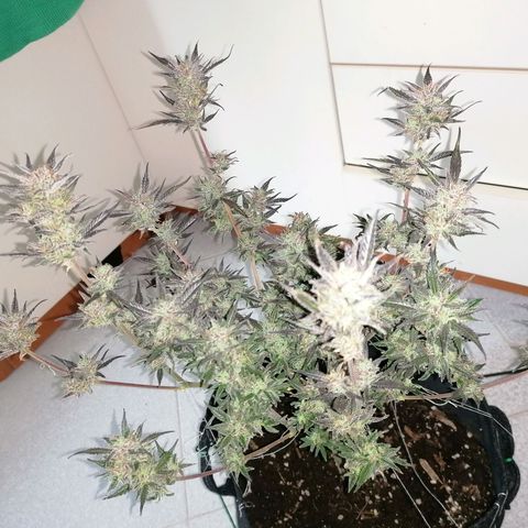 HulkBerry Automatic growlog timeline photo