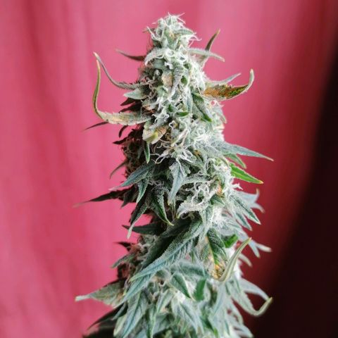 Wedding Cake 2 growlog timeline photo
